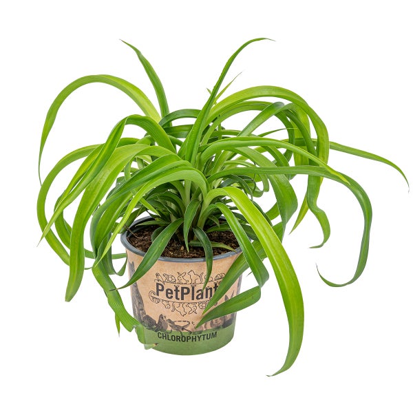 Graslilie | Chlorophytum 'Green Bonnie' pro Stück - PetFriendly - Zimmerpflanze ⌀12 cm - ↕25 cm