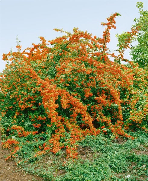 Pyracantha 'Bad Zwischenahn', Feuerdorn, orange Beeren, 40–60 cm