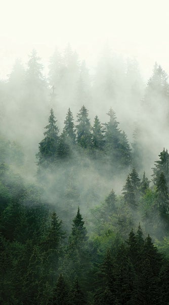 Nebelverhangener Wald mit hohen Nadelbäumen