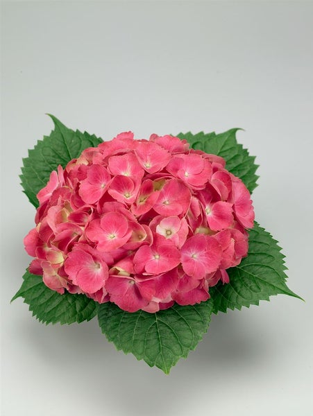 Nahaufnahme einer rosa Hortensienblüte mit Blättern