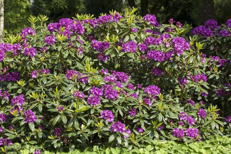 Rhododendron Hybr. 'Rasputin', INKARHO, dunkelviolett, 30–40 cm