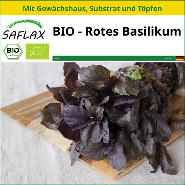 SAFLAX Anzucht Set - BIO - Rotes Basilikum - Ocimum basilicum - 400 Samen - Mit Mini-Gewächshaus, Anzuchtsubstrat und 2 Töpfen