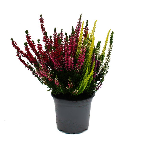 Mehrfarbige Calluna vulgaris Set mit 3 Pflanzen Besenheide Heidekraut winterhart 11cm Topf fünf verschiedene Farben pro Topf (High FiVE)