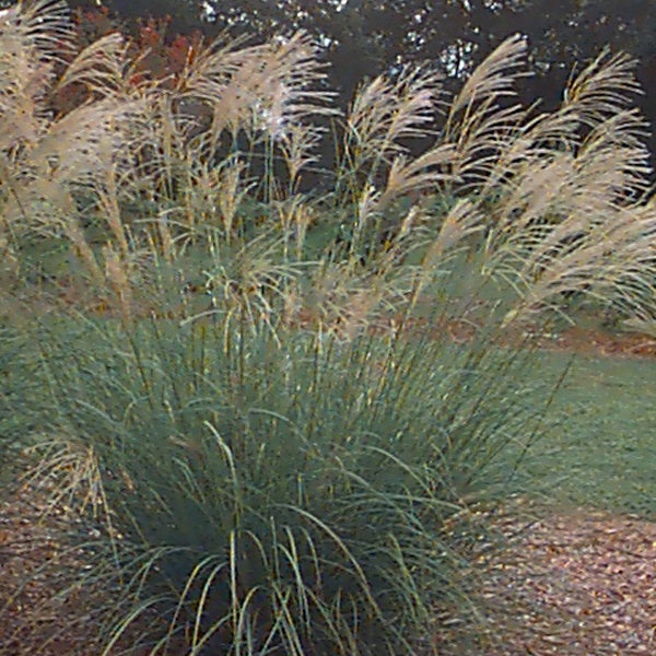 Chinaschilf im Garten