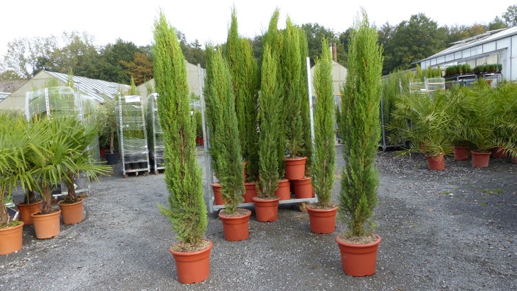 Schlanke Italienische Zypressen Cupressus sempervirens in Pflanztöpfen in einer Baumschule auf Kies.