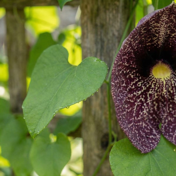 Gespensterpflanze Aristolochia elegans mit herzförmigem Blatt und gemusterter Blüte an einem Holzpfosten.