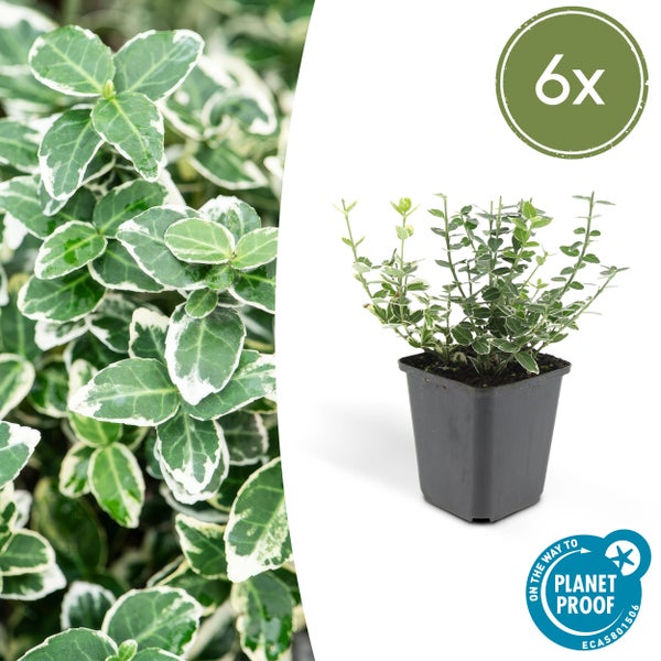 Bodendecker - Kriechspindel - Euonymus fortunei 'Emerald Gaiety' - 9cm Topf - Set mit 6 Pflanzen