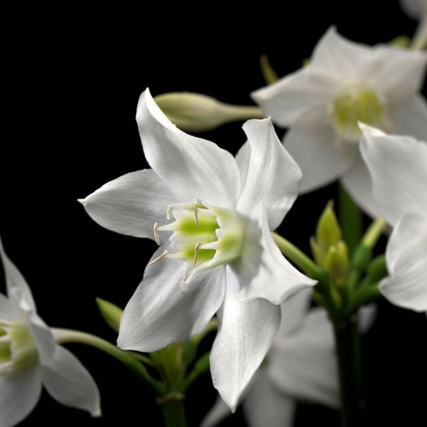 Nahaufnahme von weißen Lilienblüten mit grünen Stielen