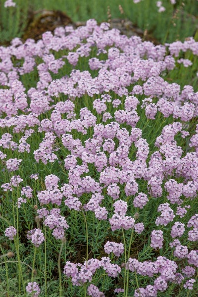 Aethionema grandiflorum, Steintäschel, rosa Blüten, ca. 9x9 cm Topf