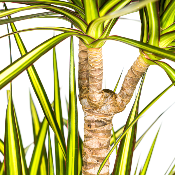 Drachenbaum Zimmerpflanze mit gestreiften Blättern