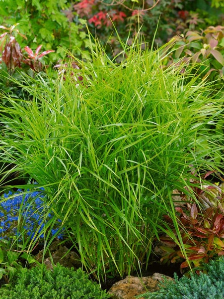 Carex muskingumensis, Palmwedel-Segge, ca. 9x9 cm Topf