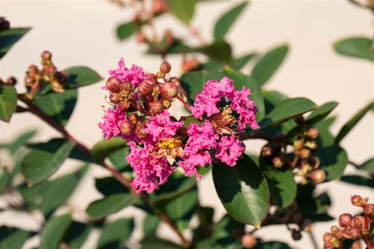 Lagerstroemia indica 'Petite Pink', Indischer Flieder, rosa, 40–60 cm