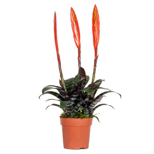 Vriesea Era – Fackel-Bromelia – Zimmerpflanze – Pflegeleicht – ⌀12 cm – ↕40-50 cm