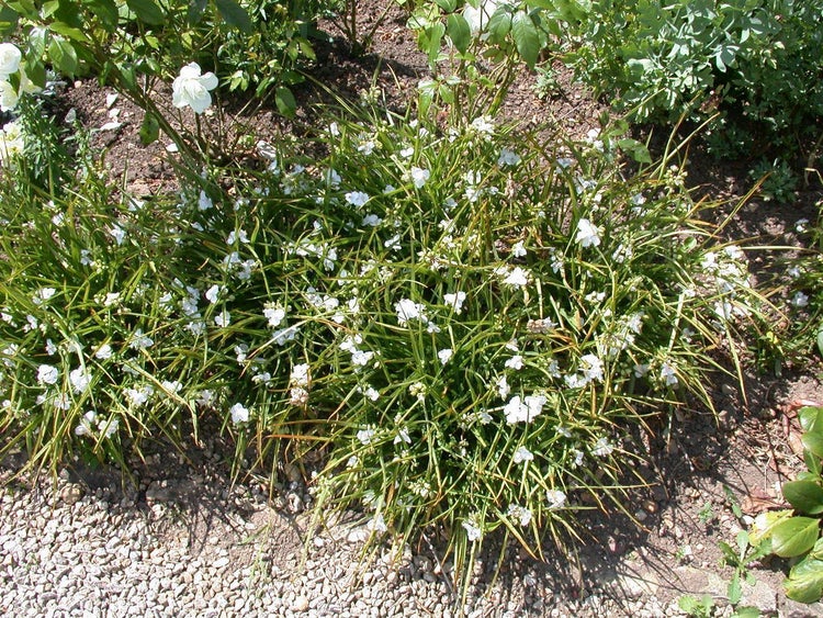 Weiße Dreimasterblume (Tradescantia) mit grasartigen Blättern und kleinen weißen Blüten in einem Gartenbeet.