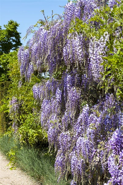 Wisteria floribunda 'Macrobotrys', Japanische Blauregen, 150–200 cm