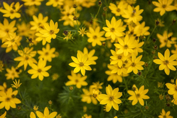 Coreopsis verticillata 'Zagreb', Mädchenauge, gelb, ca. 9x9 cm Topf