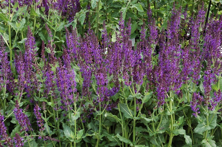 Salvia nemorosa 'Mainacht', Steppensalbei, violettblau, ca. 9x9 cm Topf