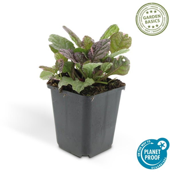 Bodendecker - Kriechender Günsel - Ajuga reptans 'Burgundy Glow' - 9cm Topf - Set mit 12 Pflanzen