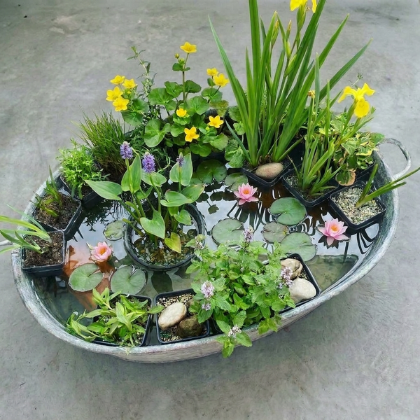 Mini-Teich in einer Zinkwanne mit verschiedenen Wasserpflanzen wie Seerosen, Sumpfdotterblumen und Schwertlilien.