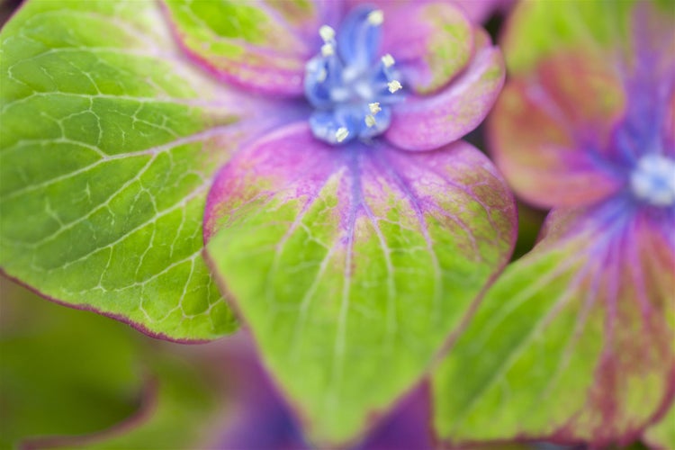 Hydrangea mac. 'Saxon® Schloß Wackerbarth'®, rosa, 30–40 cm