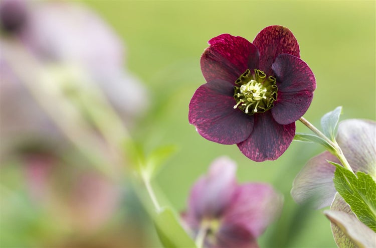 Helleborus x orientalis, rot, ca. 9x9 cm Topf