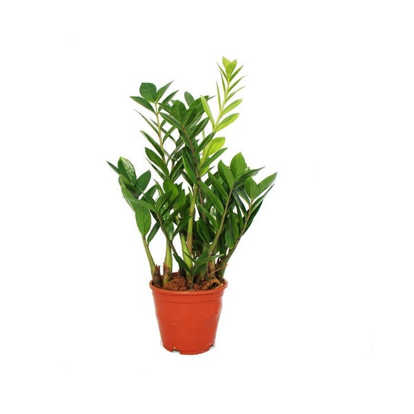 Zamioculcas Zimmerpflanze im Topf