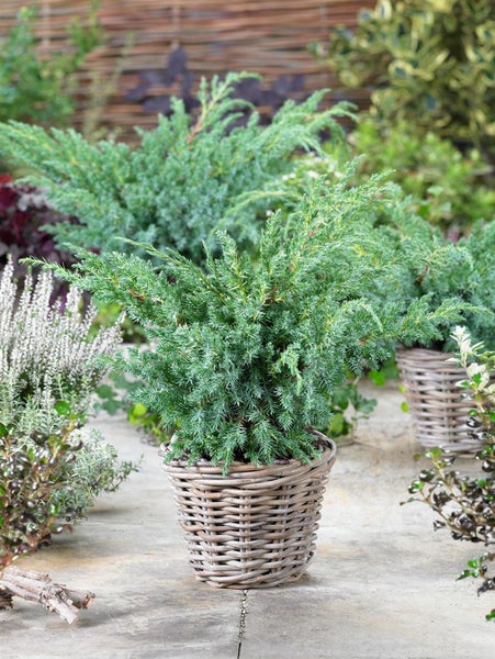 Juniperus squamata 'Blue Swede', blauer Zwergwacholder, 25–30 cm