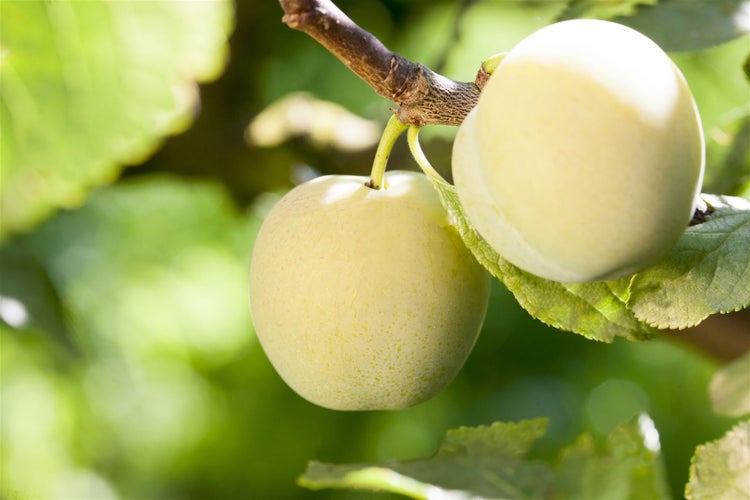 Prunus domestica 'Ontario', Pflaume, 150–200 cm