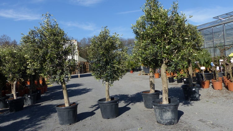 3 Stück Olivenbaum Olive 20 Jahre beste Qualität, Stammumfang 20 - 30 cm, winterhart, Olea Europaea