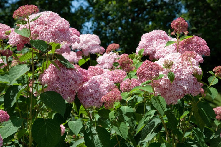 Hydrangea arborescens 'Pink Annabelle', rosa, 40–60 cm