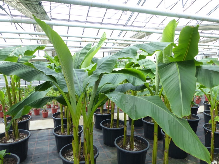 Bananenstaude als 3er Gruppe  Banane Musa Basjoo 220 cm winterhart Staude japanische Faserbanane