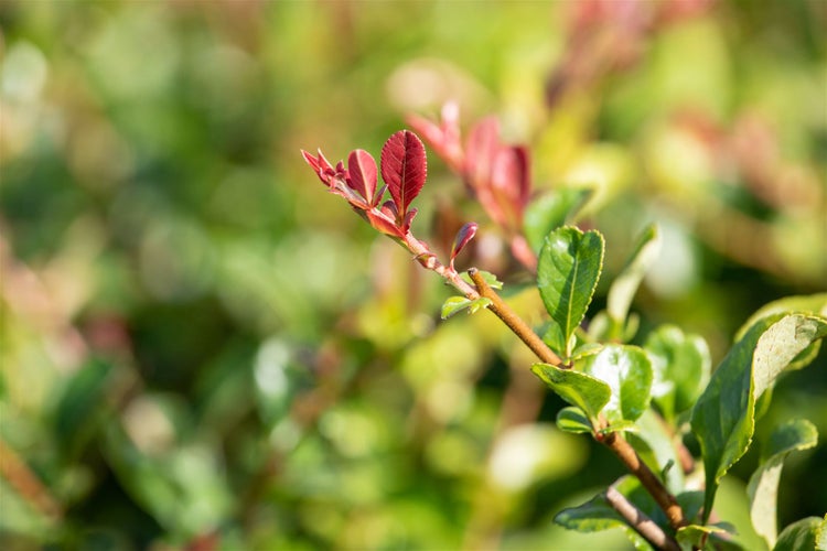Chaenomeles x superba 'Jet Trail', Zierquitte, weiß, 40–60 cm