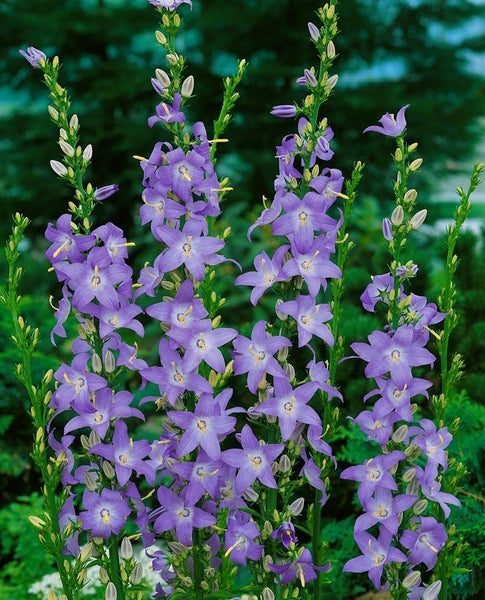 Blütenstand mit Glockenblumen