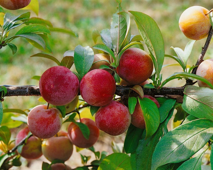 Prunus domestica 'Königin Viktoria', Pflaume, 40 cm Stammhöhe