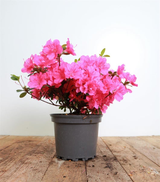 Pinkfarbene Azalee in einem grauen Kunststofftopf.