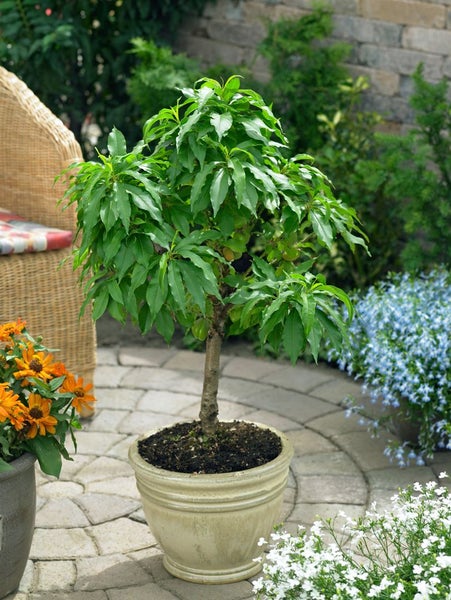 Prunus persica var. nucipersica 'Zwergnektarine', 60 cm, kompakt