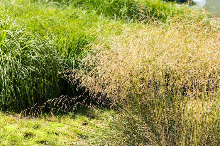 Deschampsia flexuosa, Draht-Schmiele, ca. 9x9 cm Topf