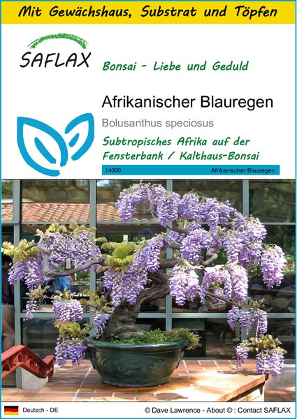 SAFLAX Anzucht Set - Afrikanischer Blauregen - Bolusanthus speciosus - 15 Samen - Mit Mini-Gewächshaus, Anzuchtsubstrat und 2 Töpfen