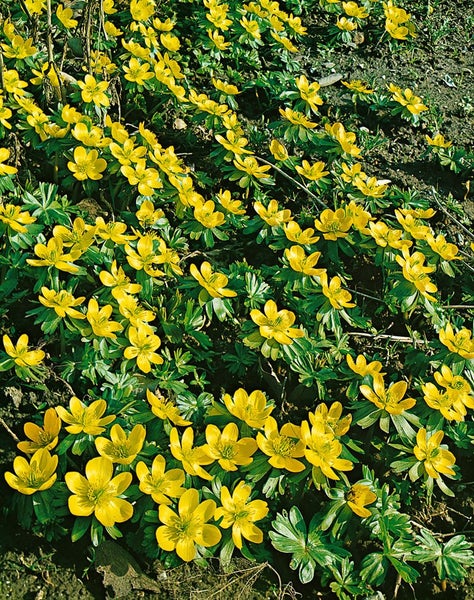 Ackerknöterich-Blüten in einem Gartenbeet