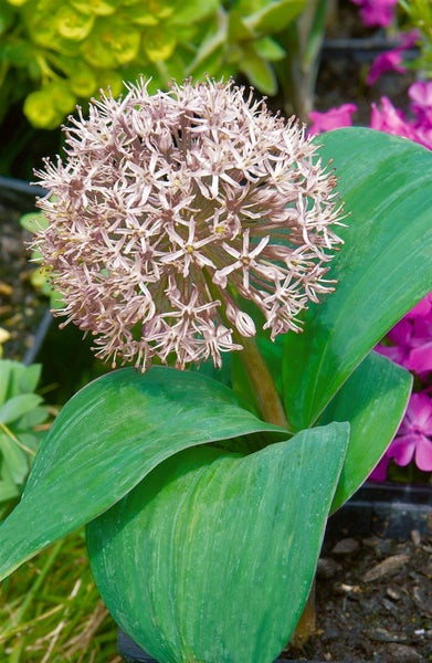 Blütenstand einer Zierlauchpflanze mit grünen Blättern