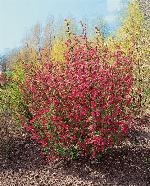 Ribes sanguineum 'King Edward VII', Blutjohannisbeere, rot, 100–150 cm