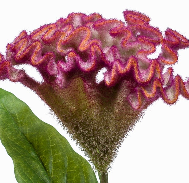 Künstlicher Celosia Brandschopf mit pinkfarbener gewellter Blüte und grünen Blättern