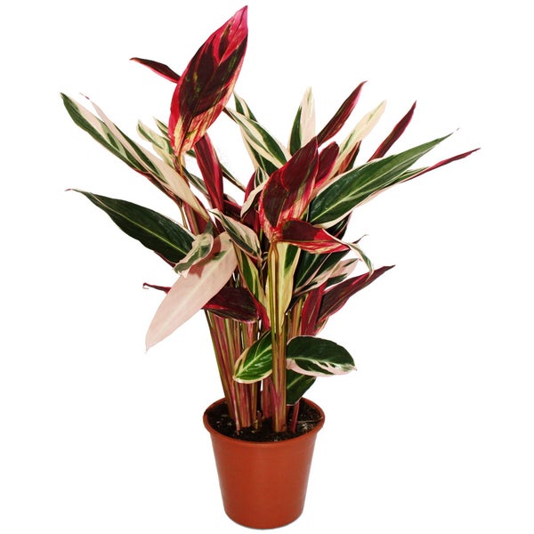 XXL-Schattenpflanze Calathea insigne Triostar Stromanthe sanguinea 19cm Topf ca. 70-80cm hoch