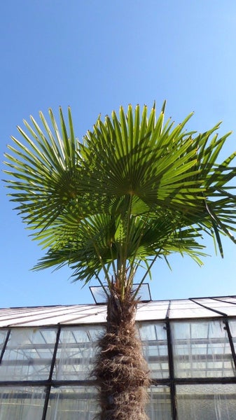 gruenwaren: XXXL 220-250 cm, Stamm 80 cm, Trachycarpus fortunei Hanfpalme, winterharte Palme bis -18°C