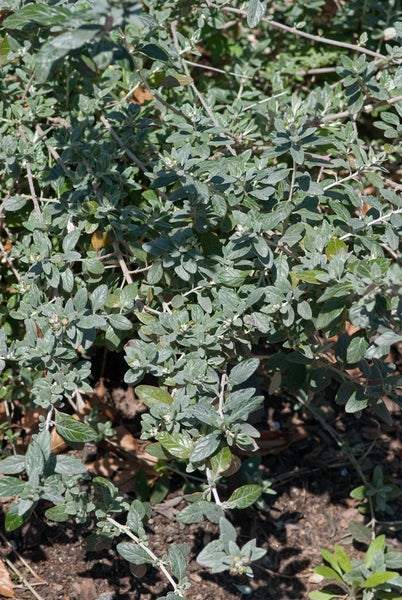 Nahaufnahme von violetten Duftnesselblüten im Garten