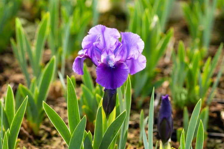 Iris x barb.-nana 'Truly', Zwergiris, blau, ca. 11x11 cm Topf