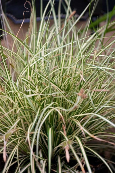 Detailaufnahme eines Garten-Ziergrases