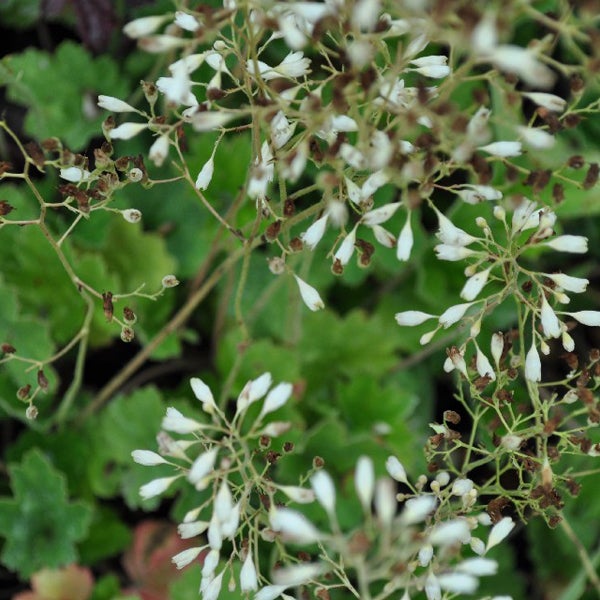 Detailaufnahme von Elfenblumen mit kleinen, weißen Blüten und grünen Blättern.