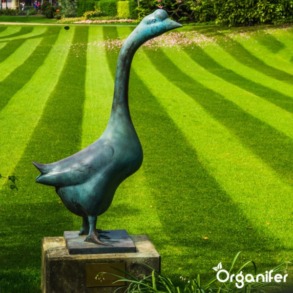 Pro Turf & Rasen Dünger - Phasenweise Freisetzung (5 kg für 165 m2) - Organifer