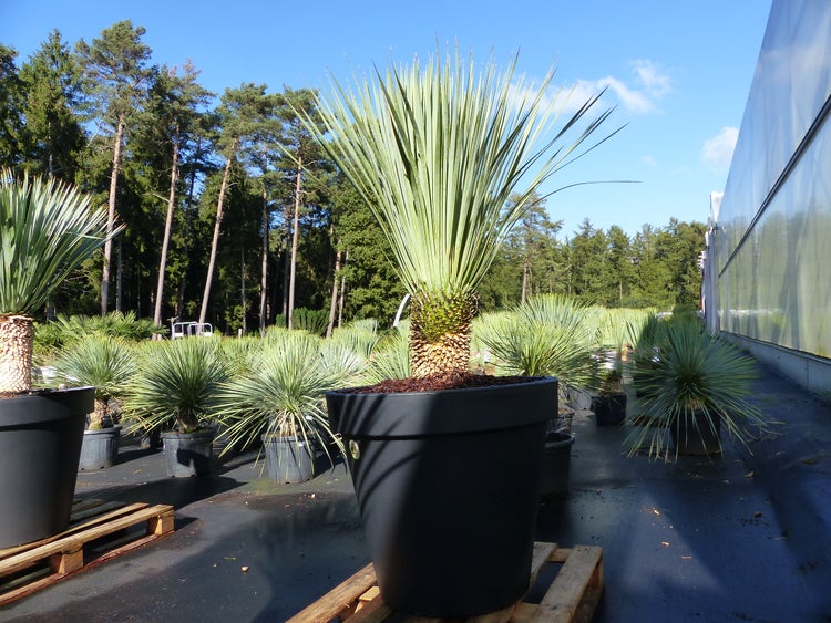 Yucca Rostrata Artificiel 85cm – Plante Verte En Pot Plastique 16,5x14,5cm – Décoration Intérieure